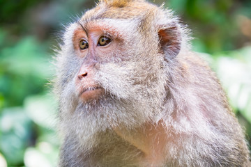 Monkey looking around. Wild nature of Bali, Indonesia