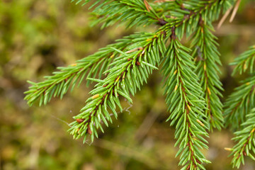 Green spruce branch with web close-up.