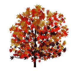 Maple Tree