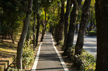 アスファルトの並木道