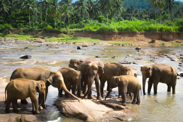 Fototapeta na wymiar Big Asian elephants. Wild nature of Sri Lanka