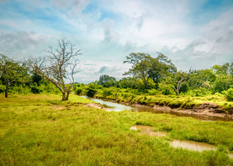 Amazing wild nature of Yala National Park in Sri Lanka. Savannah landscape with river and trees...