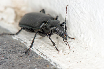 Black beetle on white wall