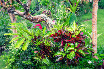 Fantasy tropical plants  in mossy garden
