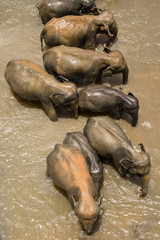 Group of Asian elephants relaxing and bathing in the river. Amazing animals in wild nature of Sri Lanka. Top view