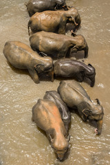 Group of Asian elephants relaxing and bathing in the river. Amazing animals in wild nature of Sri...