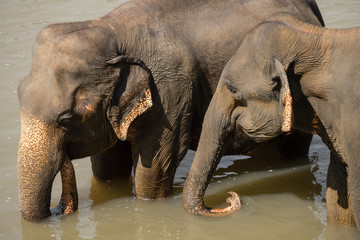 Big Asian elephants relaxing and bathing in the river. Amazing animals in wild nature of Sri Lanka