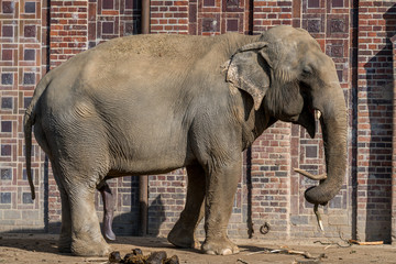 Fototapeta premium Elephant 