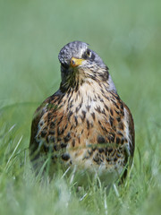 Fieldfare (Turdus pilaris)