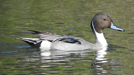 Northern Pintail (Anas acuta)