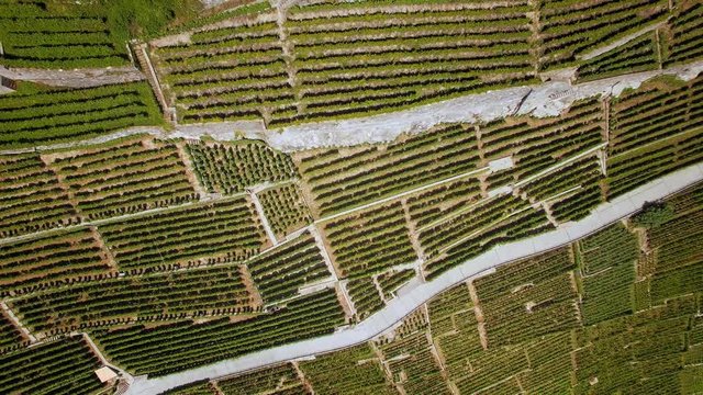 Lavaux UNESCO Terrace vineyads aerial shot. Cinematic view of this beautiful vineyards - Lausanne Switzerland