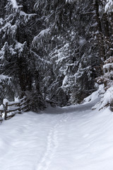 Fototapeta na wymiar Snow covered trail in the forest with branches along the path