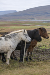 Three beautiful different color icelandic horses standing behind wire fence