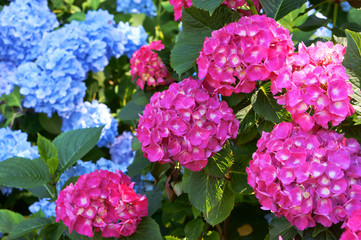 Hydrangea pink and cyan. Bushy shrub with huge caps of flowers. Blue and pink inflorescences on bushes.