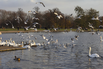 Swans, pigeons, ducks and seagulls