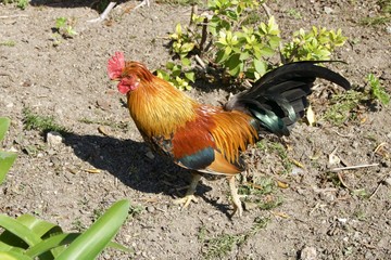Galo nos jardins do Palácio de Cristal
