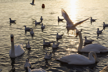 Swans, ducks and seagulls