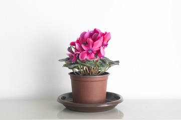 Cyclamen flower in flower pot.