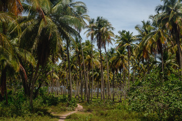 lindas palmeiras