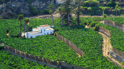 View from above on bananas plantation in Las Palmas, the capital city of Gran Canaria Island. © cegli