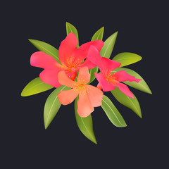 Red pink tropical flowers and leaves oleandr bouquet on black bl