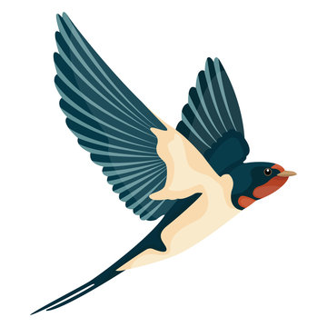 swallow in flight vector illustration style Flat