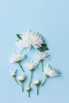 white chrysanthemum on blue background with copy space for text in top view