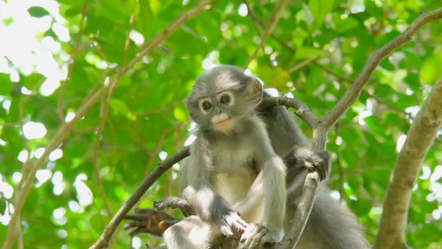 Cute young dusky leaf monkey, spectacled langur or spectacled leaf monkey is a species of primate in the family Cercopithecidae in the nature, Thailand.