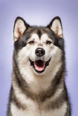 Alaskan Malamute, 2 years old, sitting in front of lilac background
