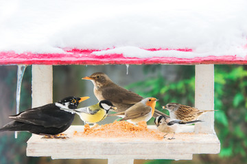 Different birds eat in a manger, multi-exposure in winter.