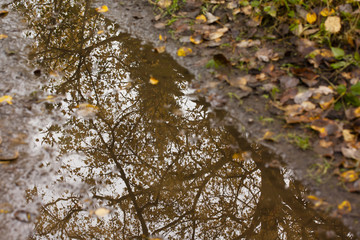 Autumn leaves in a rain puddle.