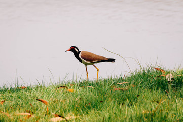 Red-wattle lapwing