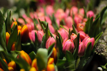 Beautiful bouquets of yellow and pink tulips