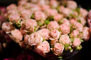 Close up photo of little tender pink roses