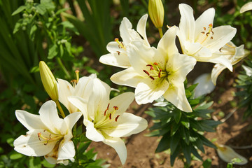 Cluster of delicate white lilies in a garden