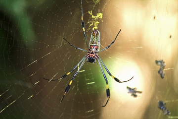 Spider red black yellow