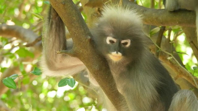 Cute adult dusky leaf monkey, spectacled langur or spectacled leaf monkey is a species of primate in the family Cercopithecidae in the nature, Thailand.