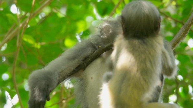 The dusky leaf monkey, spectacled langur or spectacled leaf monkey is a species of primate in the family Cercopithecidae in the nature, Thailand.