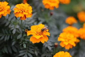 Bee and Colorful Flowers