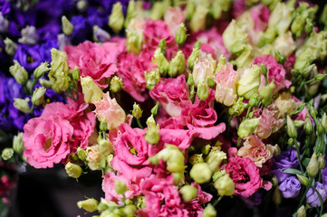 Macrophotography of tender pink flowers with unopened buds