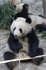 Fototapeta premium Giant Panda Eats Bamboo, Chengdu, China