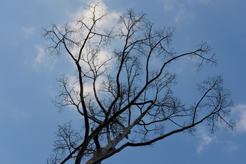 Tree and sky