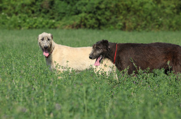 Amazing irish wolfhound in nature