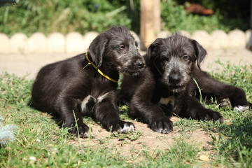 Amazing puppies of irish wolfhound