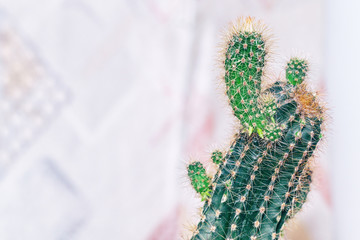 Cactus with small shoots on a light background