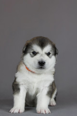 Alaskan malamute puppy in studio posing. Grey studio background.