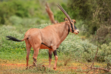 Naklejka na ściany i meble Beisa Oryx - Oryx gazella beisa, large antelope from African savannas, Tsavo National Park, Kenya.