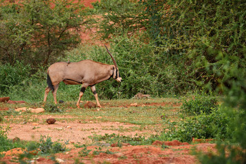 Beisa Oryx - Oryx gazella beisa, large antelope from African savannas, Tsavo National Park, Kenya.
