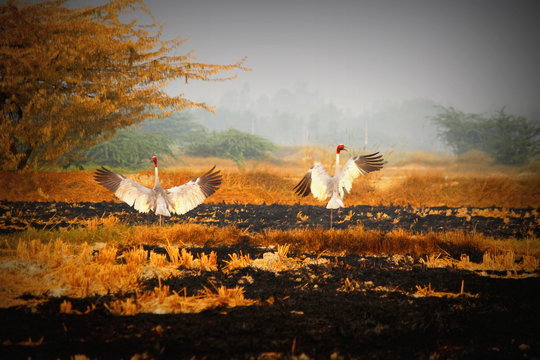 This is picture of sarus crane birds in a  field. 