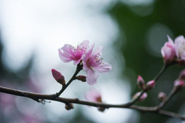 Fototapeta na wymiar Pink malus spectabilis flower also know as chinese crabapple in springtime, Chengdu, China